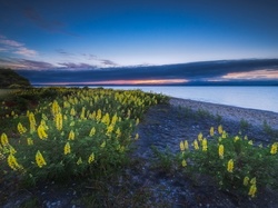 Jezioro, Żółty, Łubin, Taupo, Nowa Zelandia, Kwiaty